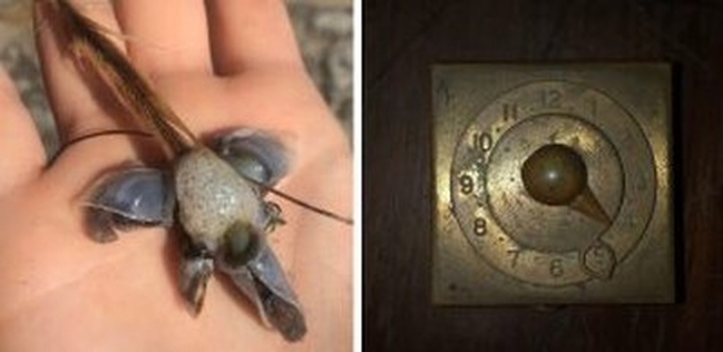 ¡Cuánta razón! / Hallazgos muy raros que fueron explicados gracias a ...