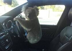 Enlace a 5 estrellas solo por la adorabilidad