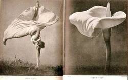 Enlace a Fotografía artística