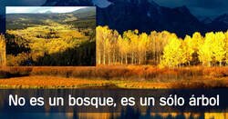 Enlace a No es un bosque, es Pando: el organismo único de 6.615 toneladas más antiguo de la Tierra