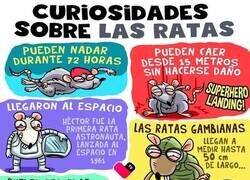 Enlace a Cosas de ratas