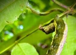 Enlace a Una imitación muy lograda