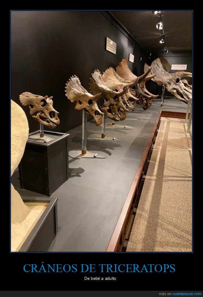 cráneos,triceratops,edades