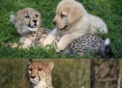 Enlace a Creciendo juntos