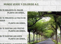 Enlace a Planta un árbol