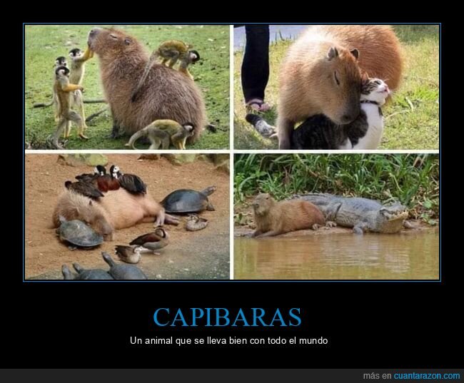 animales,capibaras,llevarse bien