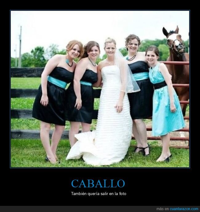 caballo,foto,boda