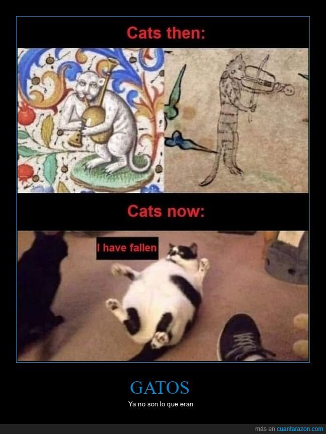 gatos,antes,ahora