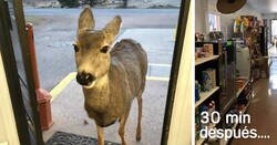 Enlace a Una cierva decidió entrar en una tienda y como la dueña era simpática, volvió con compañía