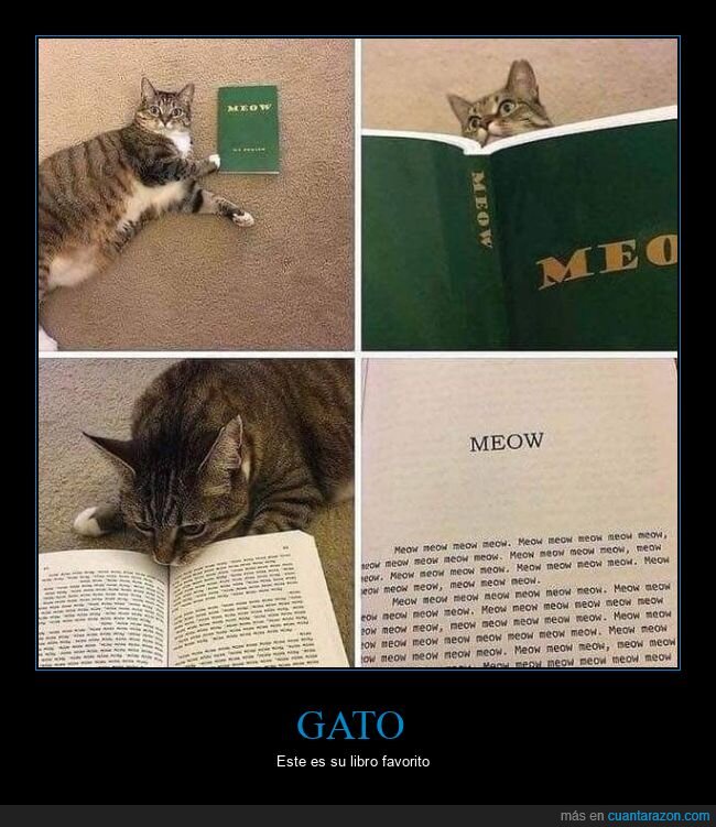 gato,libro,meow