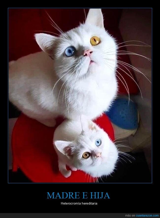 gatos,ojos,heterocromía