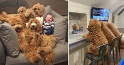 Enlace a Imágenes que relatan la amistad de un bebé y unos perros que llevan siendo amigos toda la vida