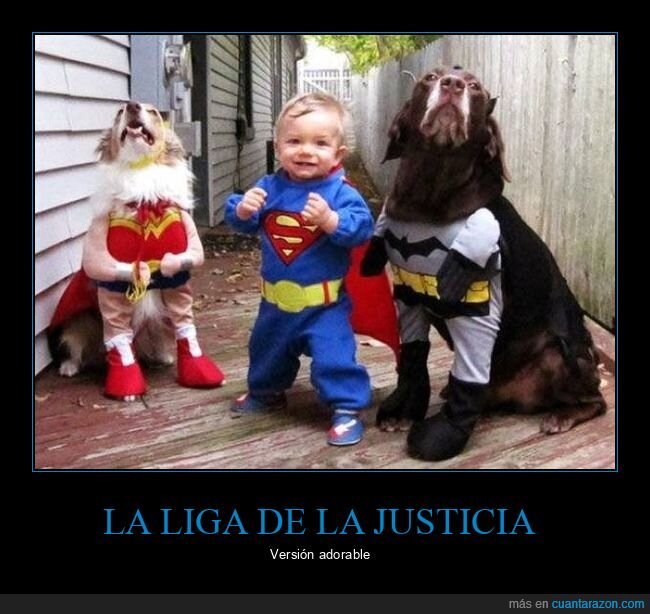perros,bebé,disfraces,superman,batman,wonder woman