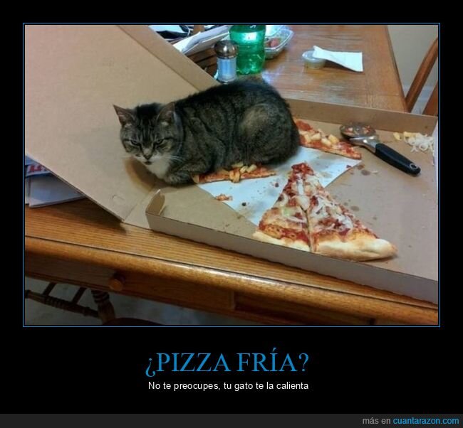 pizza,gato,wtf