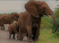 Enlace a Elefante lactante