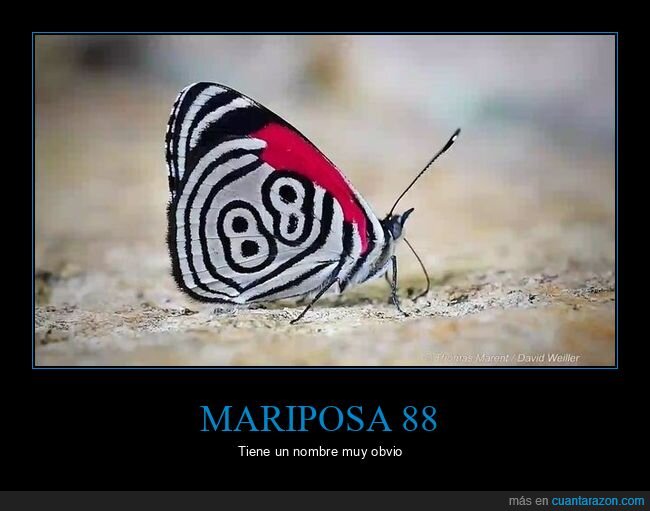 mariposa,88