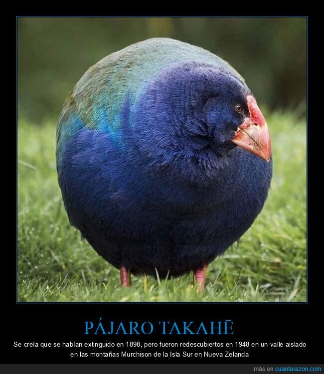 pájaro takahē,extinto,nueva zelanda,redescubierto,curiosidades