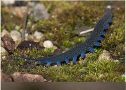 Enlace a Gusano con superpoderes