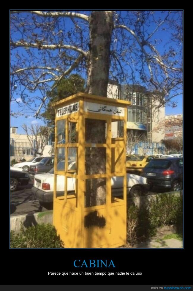 cabina telefónica,árbol,wtf