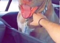 Enlace a De camino al veterinario