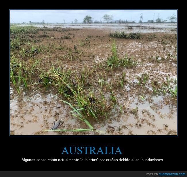 australia,inundaciones,arañas