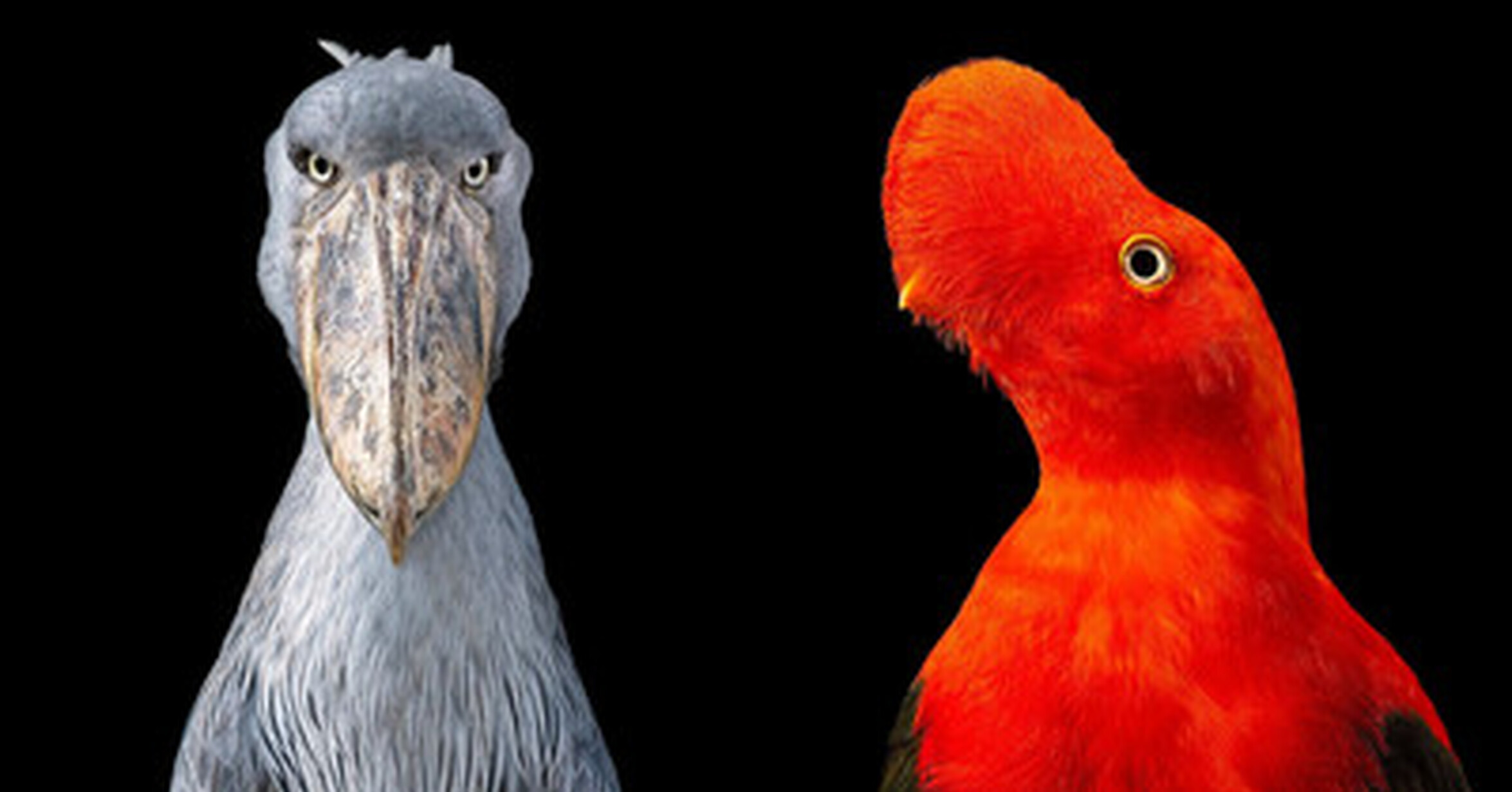 ¡Cuánta razón! / Retratos de pájaros extraños y en peligro de extinción ...