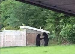 Enlace a Trapicheos de osos