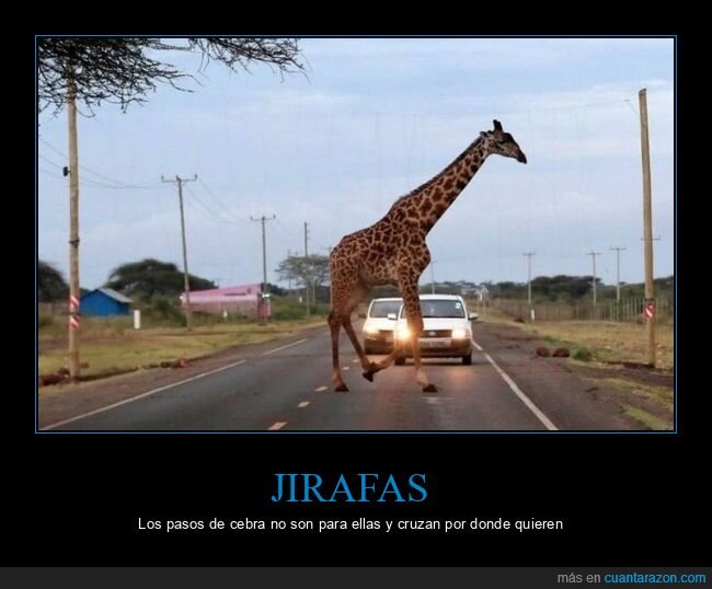 jirafa,cruzando,carretera