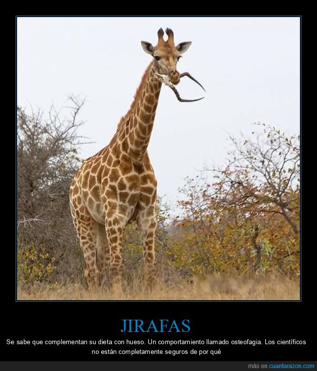 jirafa,comiendo,huesos