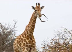 Enlace a El curioso hábito de las jirafas