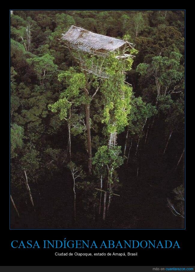 casa indígena,brasil,árbol