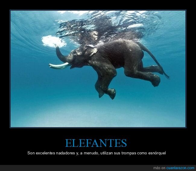 elefante,nadando,trompa,esnórquel