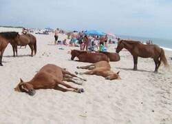 Enlace a A los caballos también les gusta la playa