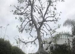 Enlace a Árbol indeciso