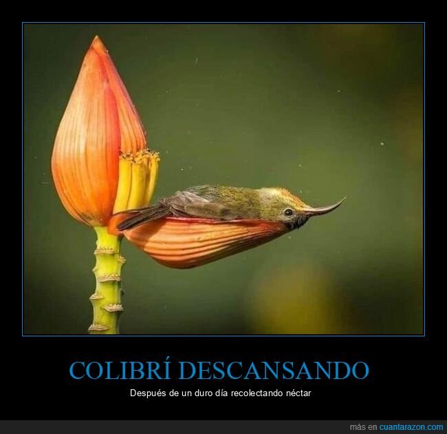 colibrí,descansando,flor