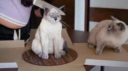 Enlace a Terror gatuno