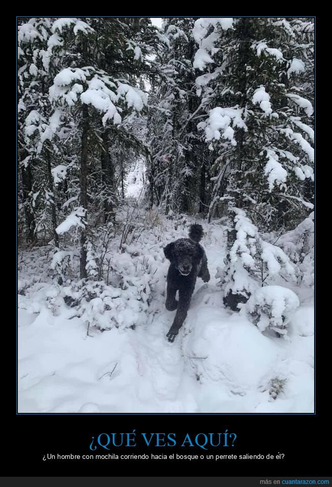 perro,nieve,foto,hombre,corriendo,mochila