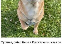 Enlace a Esta campaña de adopción revela todos los defectos de este chihuahua endemoniado y se vuelve viral