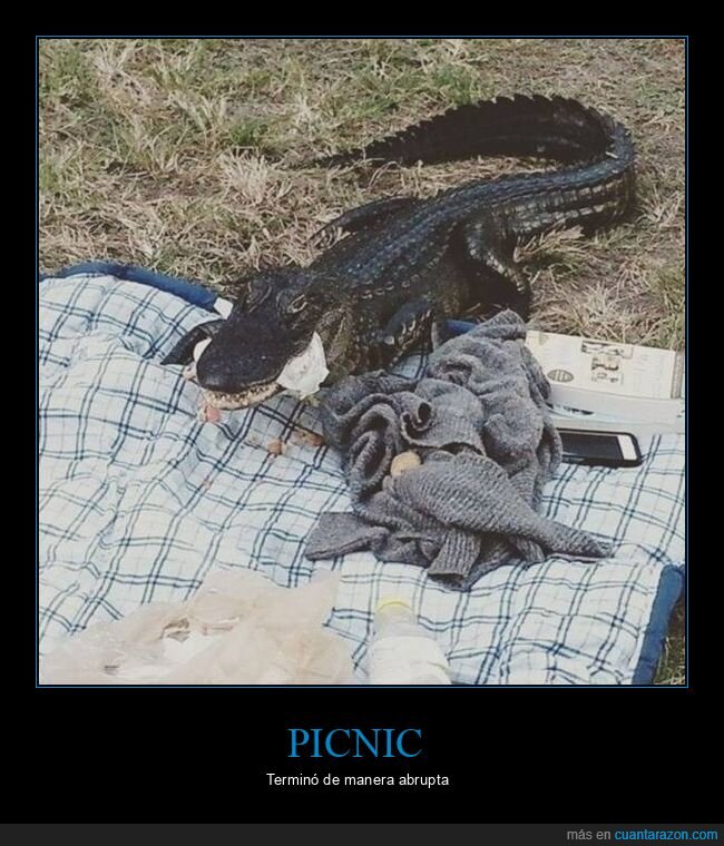 picnic,cocodrilo,wtf