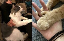 Enlace a Gatos que no entienden lo GRANDES que son