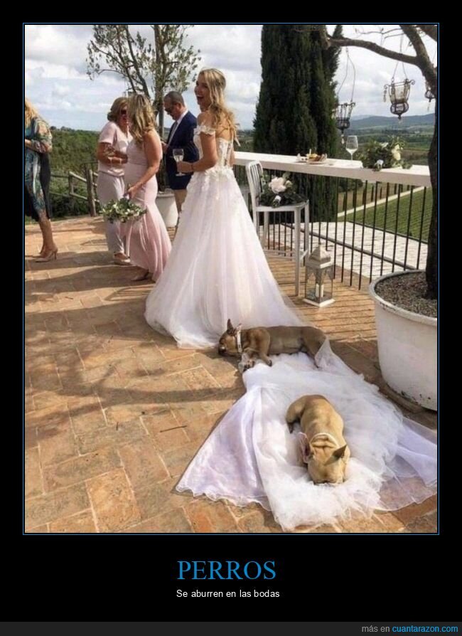 boda,vestido,perros,cola