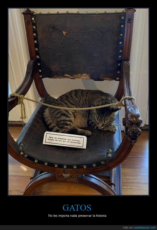 gato,sentado,silla,cartel