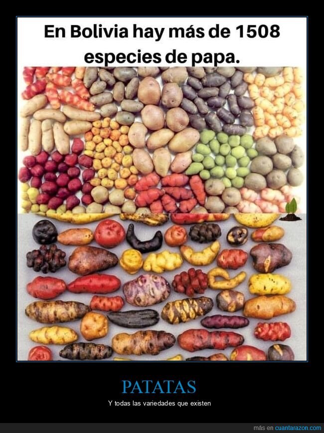 patatas,especies,bolivia