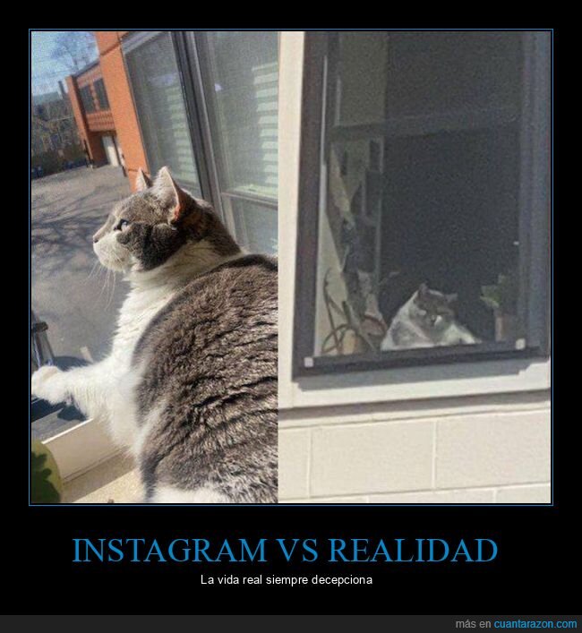 instagram,realidad,gato
