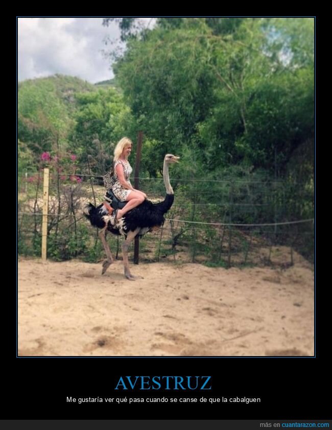 avestruz,cabalgando