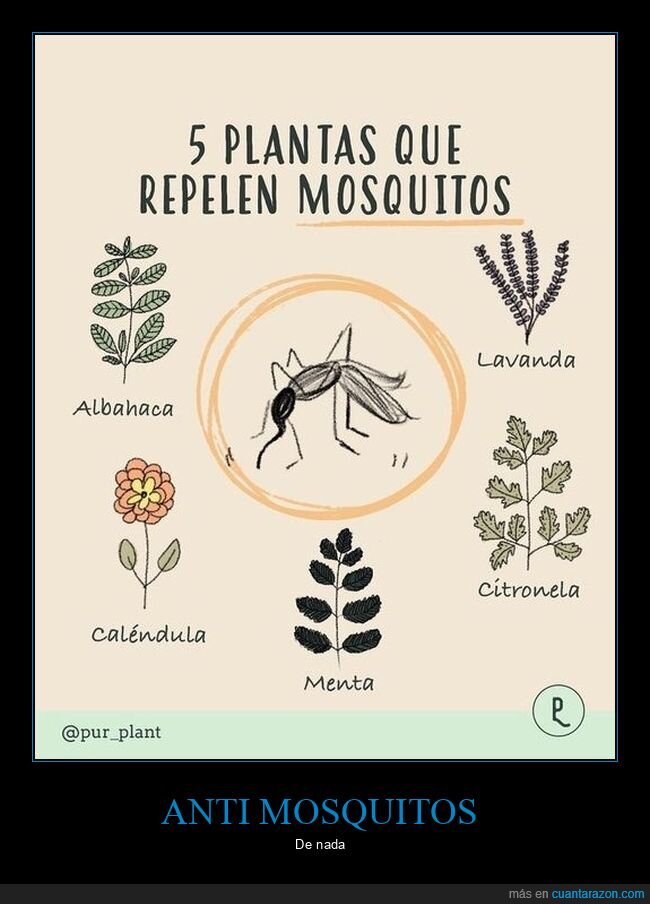 plantas,anti mosquitos