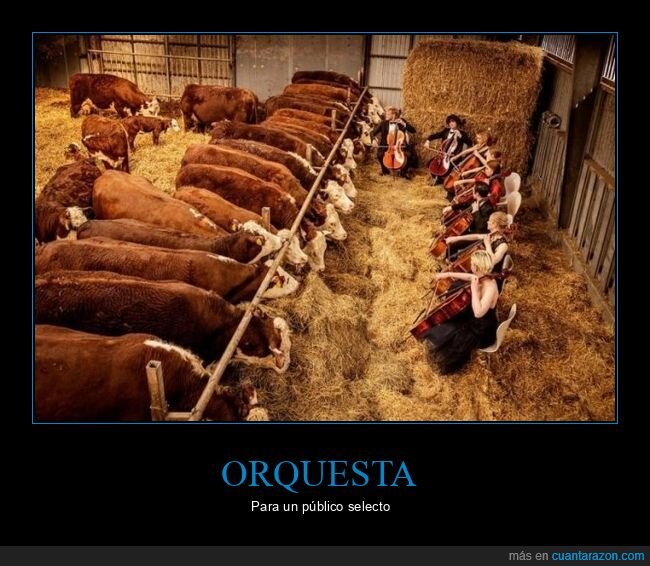 orquesta,vacas,wtf