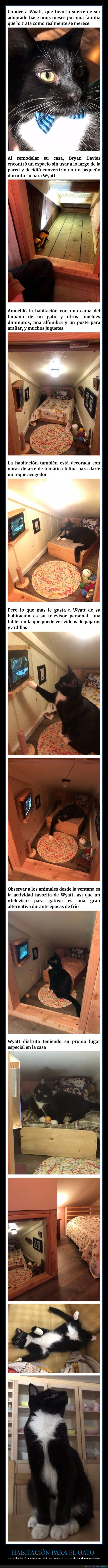 habitación,gato,televisión