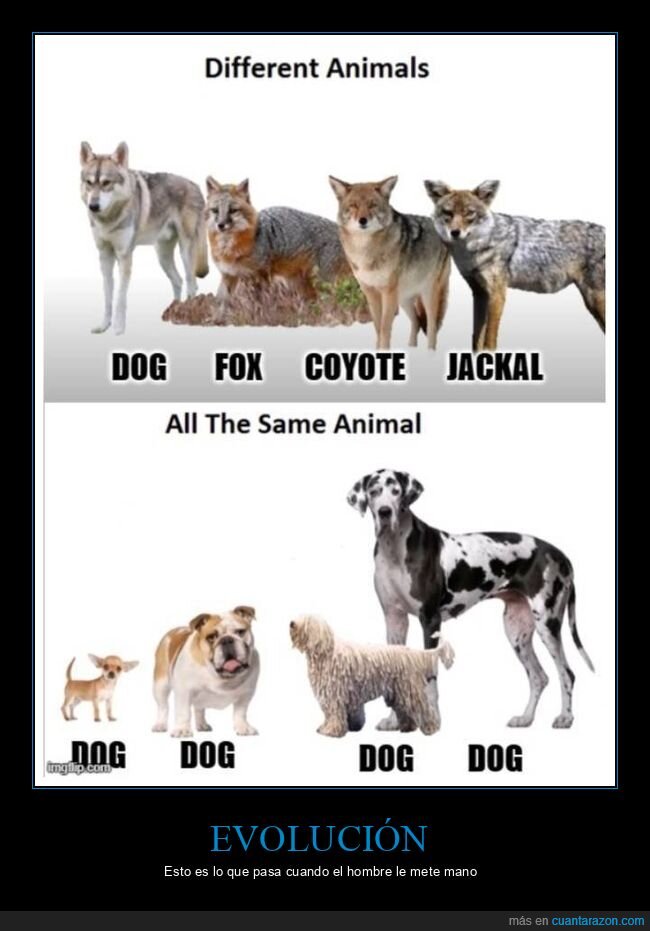 perros,razas,especies,diferencias