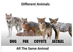 Enlace a Animales distintos VS El mismo animal